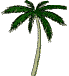 Nombreux palmiers  Saint-Cyprien